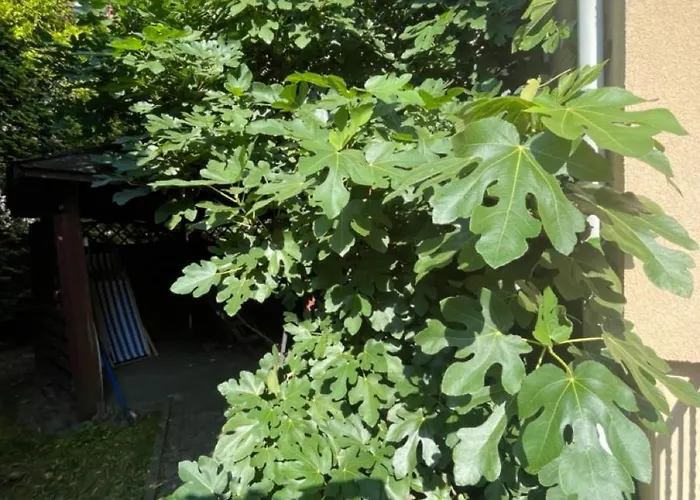 Boncza シュチェチン