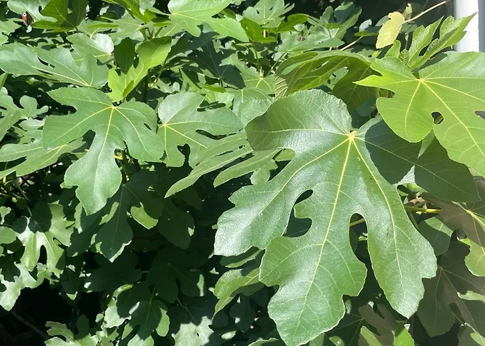 Boncza 3* シュチェチン