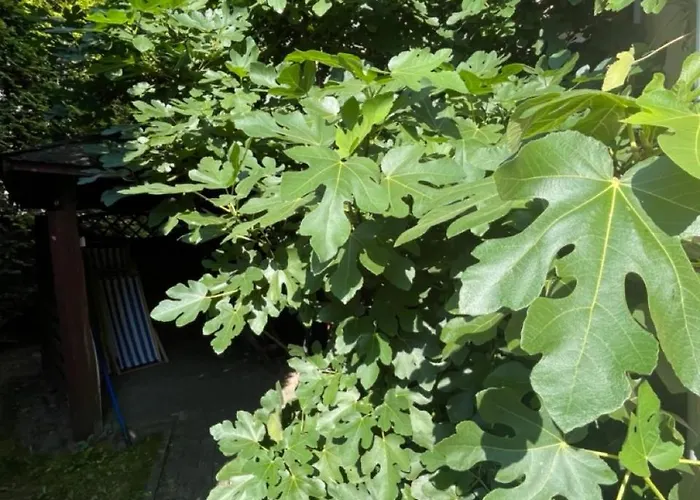 ホテル Boncza シュチェチン